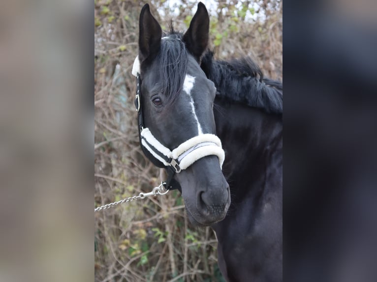 Plus de chevaux à sang chaud Hongre 11 Ans 176 cm Noir in Götzendorf an der Leitha