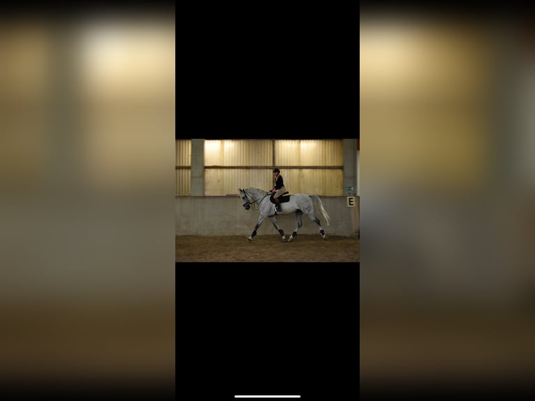 Plus de chevaux à sang chaud Hongre 11 Ans 184 cm Gris in Kalsdorf Bei Graz