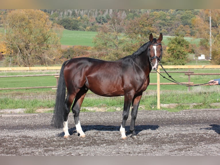 Plus de chevaux à sang chaud Hongre 11 Ans Bai in Wartenberg