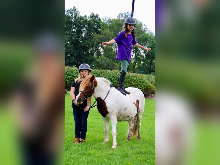 Plus de chevaux à sang chaud Hongre 12 Ans 122 cm Alezan brûlé in Highland MI