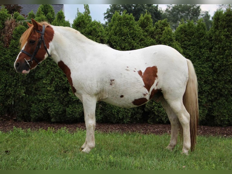 Plus de chevaux à sang chaud Hongre 12 Ans 122 cm Alezan brûlé in Highland MI