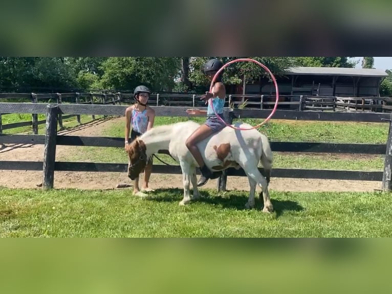 Plus de chevaux à sang chaud Hongre 12 Ans 122 cm Alezan brûlé in Highland MI