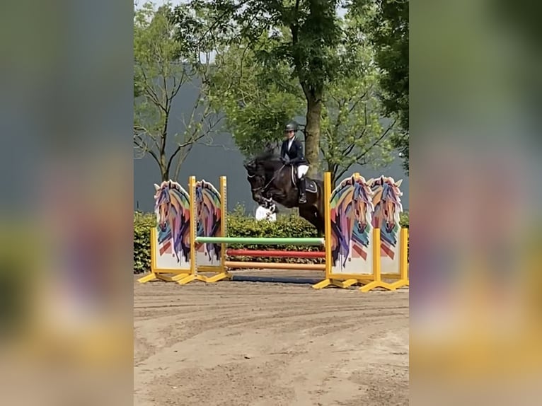 Plus de chevaux à sang chaud Hongre 12 Ans 145 cm Bai brun in Blaricum