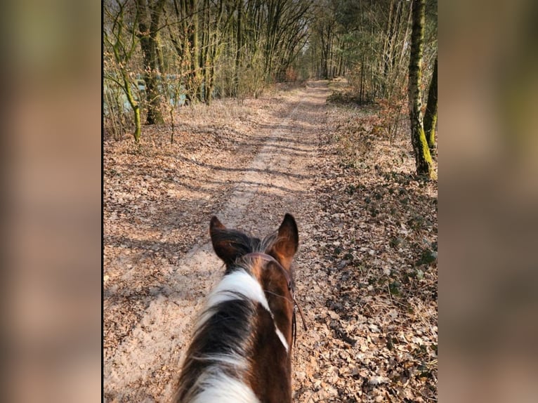 Plus de chevaux à sang chaud Croisé Hongre 12 Ans 154 cm Pinto in Neuenkirchen