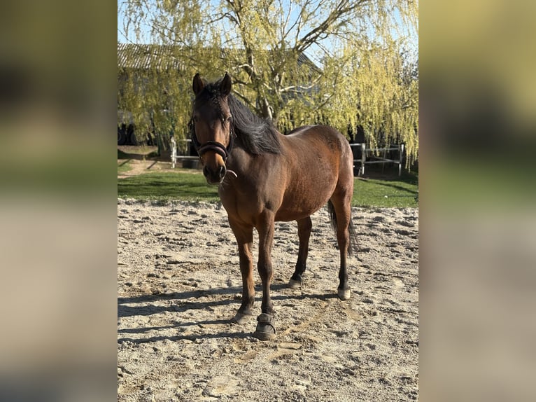 Plus de chevaux à sang chaud Hongre 12 Ans 158 cm Bai in Ebenthal