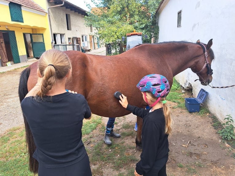 Plus de chevaux à sang chaud Hongre 12 Ans 158 cm Bai in Ebenthal