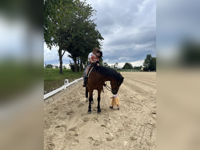 Plus de chevaux à sang chaud Hongre 12 Ans 158 cm Bai in Kupferzell