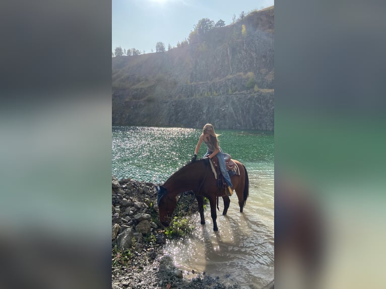 Plus de chevaux à sang chaud Hongre 12 Ans 158 cm Bai in Kupferzell