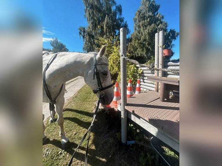 Plus de chevaux à sang chaud Hongre 12 Ans 158 cm Gris moucheté in Bodenmais Plus de chevaux à sang chaud Hongre 12 Ans 158 cm Gris moucheté in Bodenmais