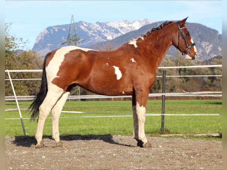 Plus de chevaux à sang chaud Hongre 12 Ans 160 cm Pinto in Kirchbichl