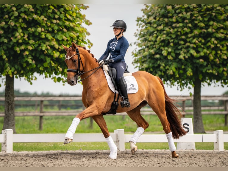 Plus de chevaux à sang chaud Hongre 12 Ans 163 cm Alezan brûlé in Califon New Jersey