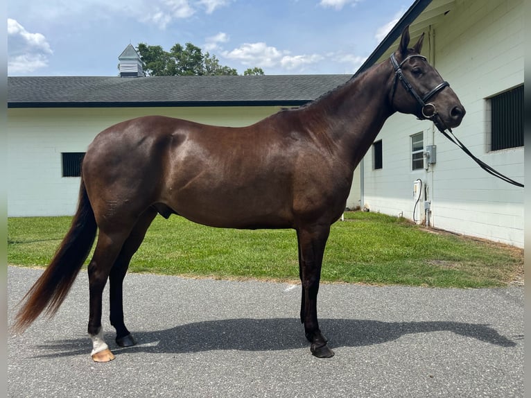 Plus de chevaux à sang chaud Hongre 12 Ans 163 cm Bai cerise in Webster FL