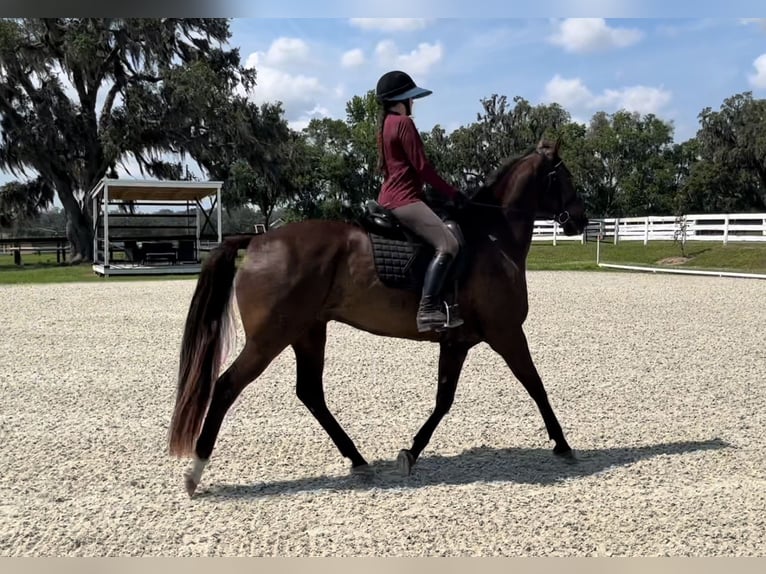 Plus de chevaux à sang chaud Hongre 12 Ans 163 cm Bai cerise in Webster FL