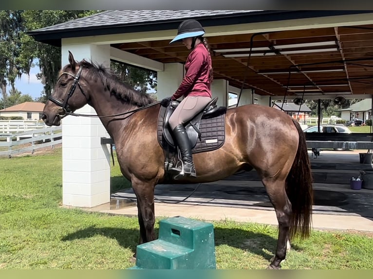 Plus de chevaux à sang chaud Hongre 12 Ans 163 cm Bai cerise in Webster FL