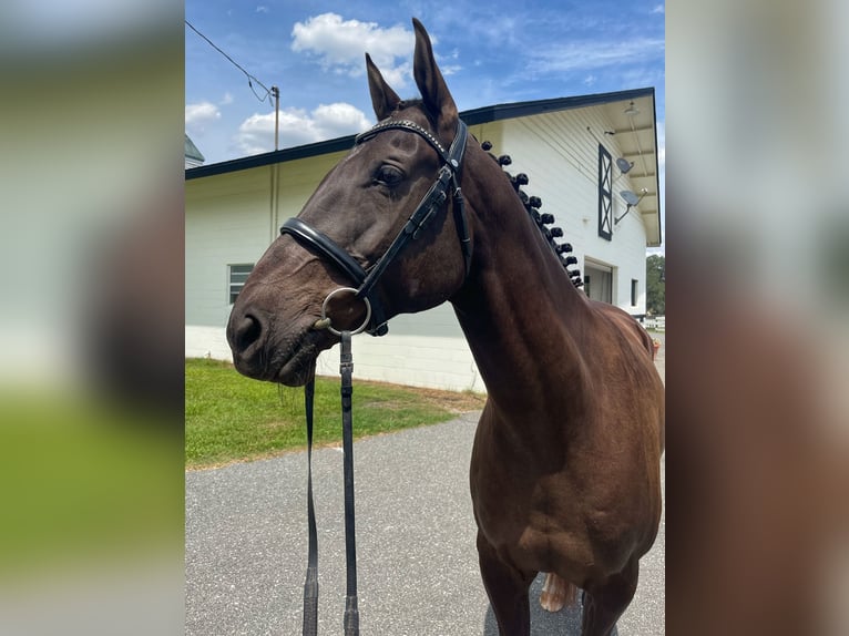 Plus de chevaux à sang chaud Hongre 12 Ans 163 cm Bai cerise in Webster FL