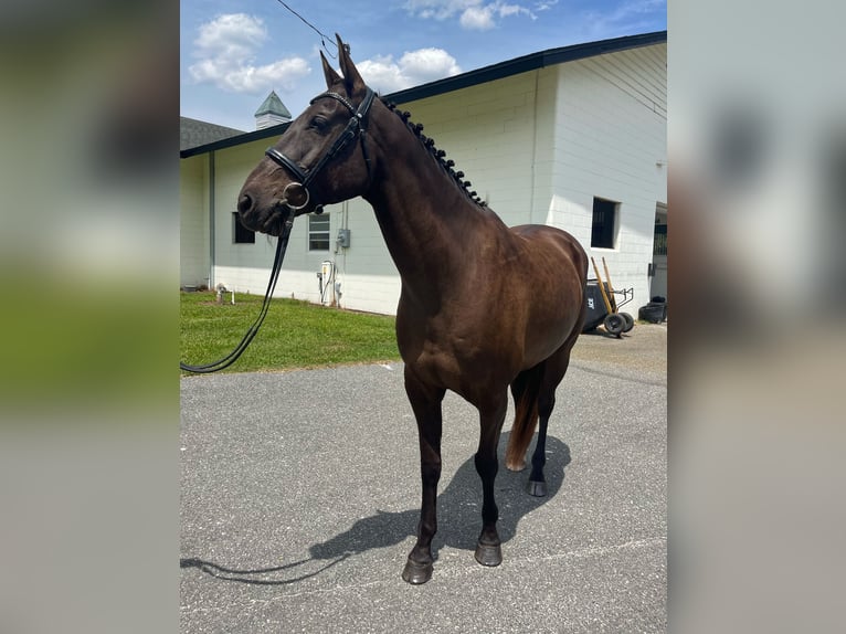 Plus de chevaux à sang chaud Hongre 12 Ans 163 cm Bai cerise in Webster FL