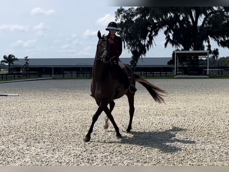 Plus de chevaux à sang chaud Hongre 12 Ans 163 cm Bai cerise in Webster FL