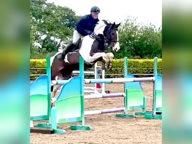 Plus de chevaux à sang chaud Hongre 12 Ans 163 cm Tobiano-toutes couleurs in Ballymoney