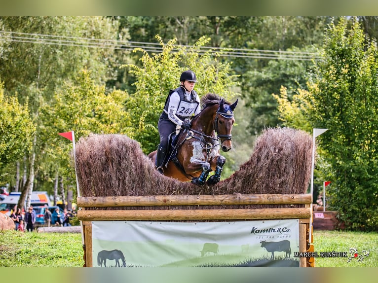Plus de chevaux à sang chaud Hongre 12 Ans 165 cm Bai in Krabcice