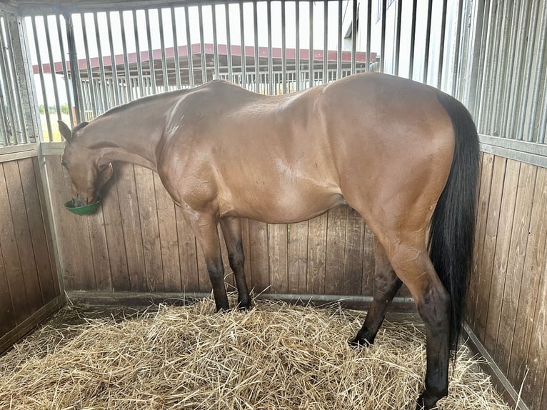 Plus de chevaux à sang chaud Hongre 12 Ans 165 cm Bai in TreburTrebur