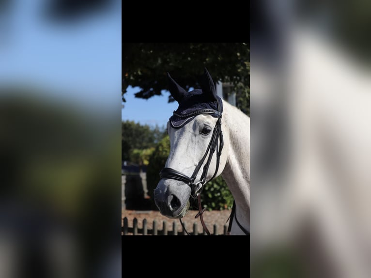 Plus de chevaux à sang chaud Hongre 12 Ans 167 cm Gris in Lindlar