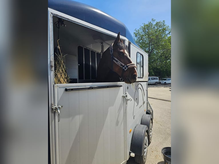 Plus de chevaux à sang chaud Hongre 12 Ans 168 cm Bai in Schattendorf