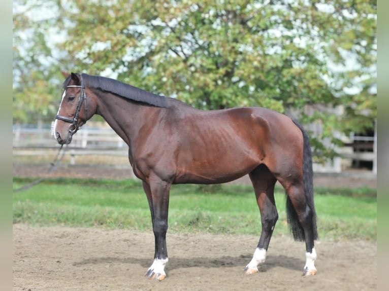 Plus de chevaux à sang chaud Hongre 12 Ans 168 cm Bai in Schattendorf