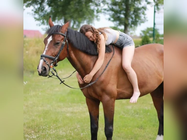 Plus de chevaux à sang chaud Hongre 12 Ans 168 cm Bai in Schattendorf