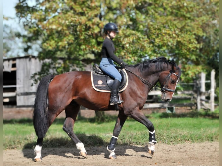 Plus de chevaux à sang chaud Hongre 12 Ans 168 cm Bai in Schattendorf