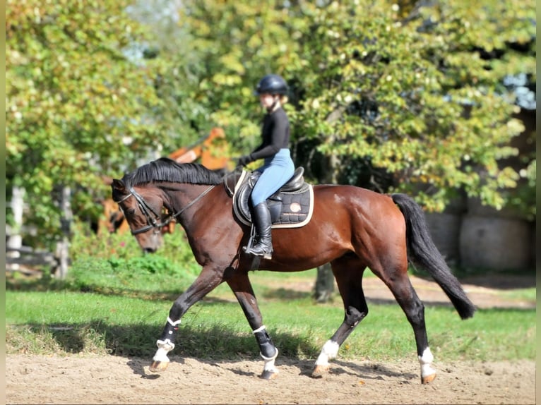 Plus de chevaux à sang chaud Hongre 12 Ans 168 cm Bai in Schattendorf