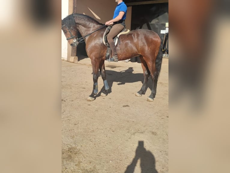 Plus de chevaux à sang chaud Hongre 12 Ans 172 cm Bai in Cabanillas Del Campo