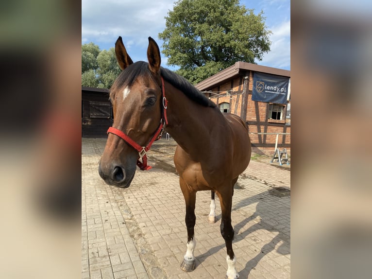 Plus de chevaux à sang chaud Hongre 12 Ans 175 cm Bai cerise in Gdynia
