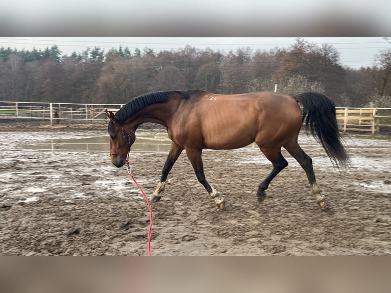 Plus de chevaux à sang chaud Hongre 12 Ans 175 cm Bai cerise in Gdynia