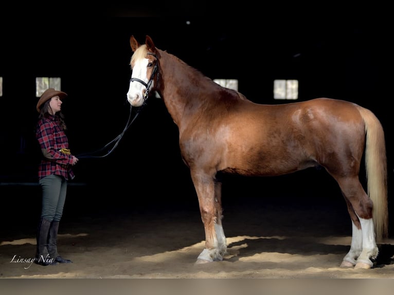 Plus de chevaux à sang chaud Hongre 12 Ans 180 cm Alezan brûlé in Amherst, NH