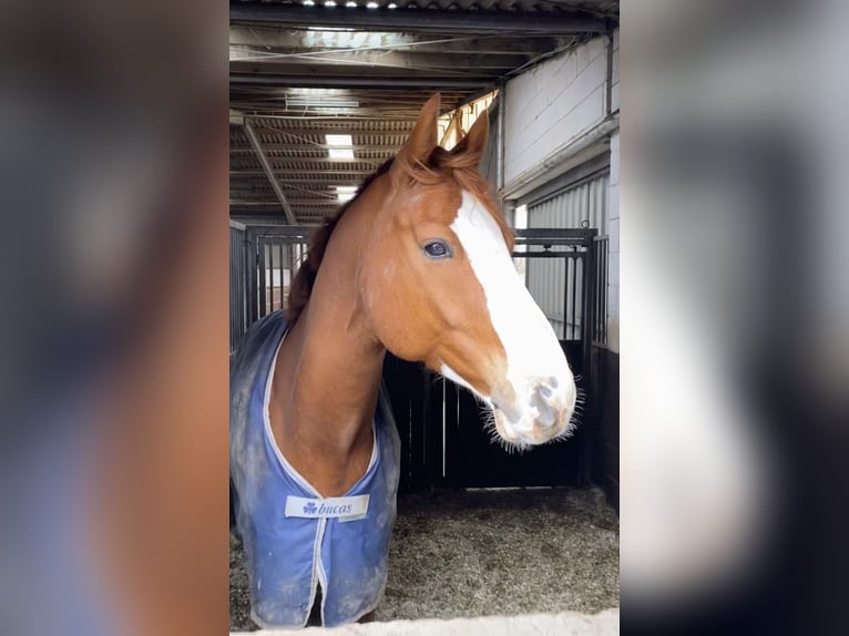 Plus de chevaux à sang chaud Hongre 12 Ans 180 cm Alezan in Willich