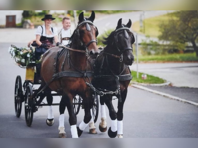 Plus de chevaux à sang chaud Hongre 12 Ans Bai brun in Rechberg
