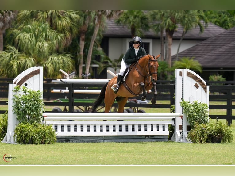 Plus de chevaux à sang chaud Hongre 12 Ans Bai cerise in Loxahatcheee FL