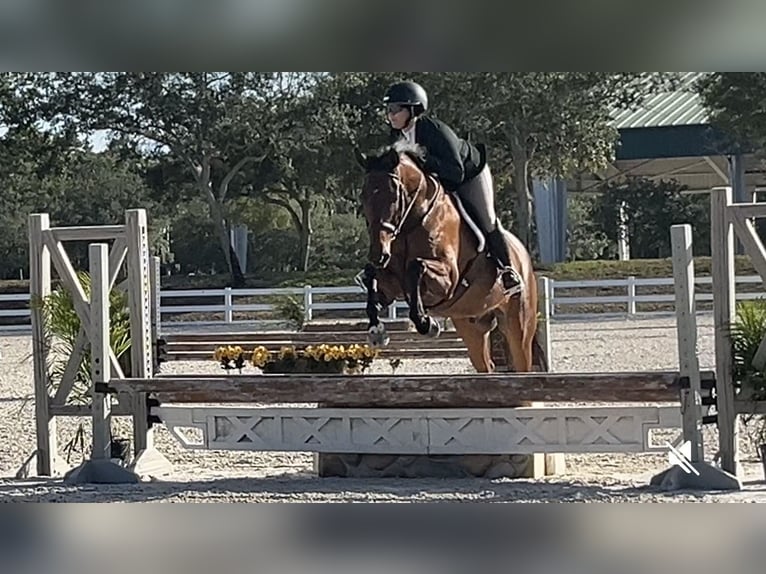 Plus de chevaux à sang chaud Hongre 12 Ans Bai cerise in Loxahatcheee FL