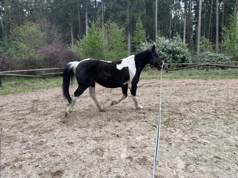 Plus de chevaux à sang chaud Hongre 13 Ans 153 cm Pinto in JesteburgJesteburg