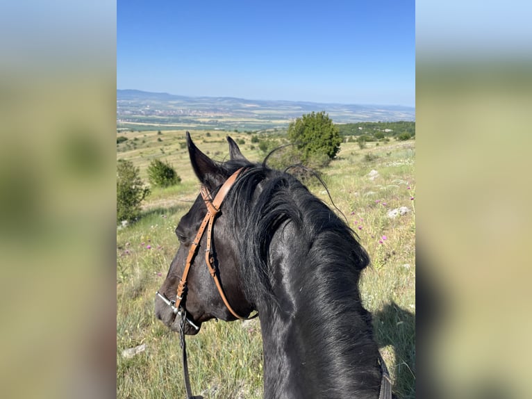 Plus de chevaux à sang chaud Croisé Hongre 13 Ans 155 cm Noir in Sofia