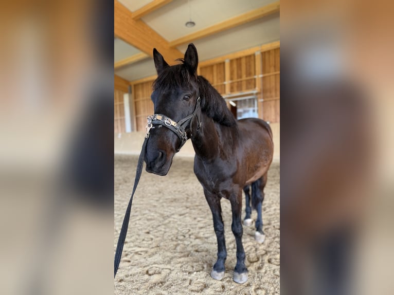 Plus de chevaux à sang chaud Croisé Hongre 13 Ans 157 cm Noir in Feldkirchen in Kärnten