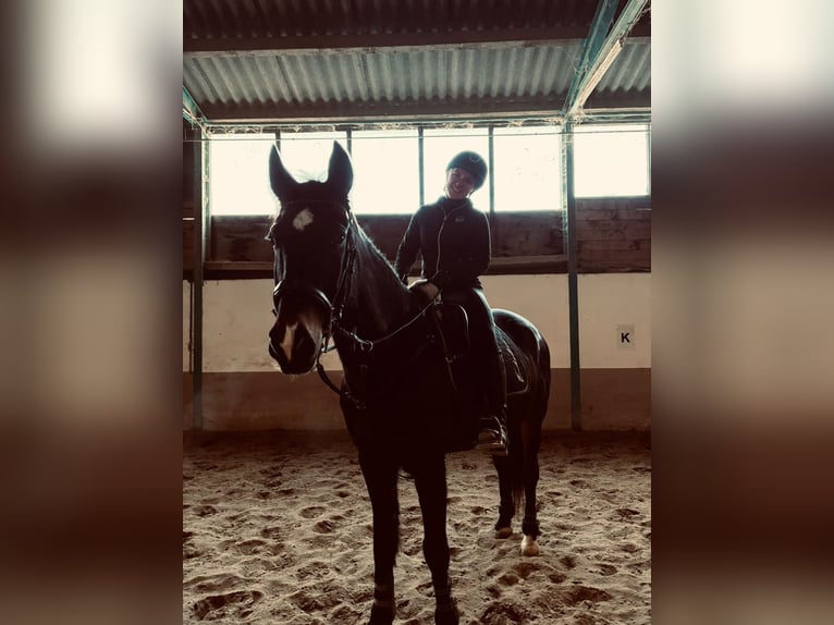 Plus de chevaux à sang chaud Hongre 13 Ans 160 cm Bai brun in Wimpassing an der Leitha