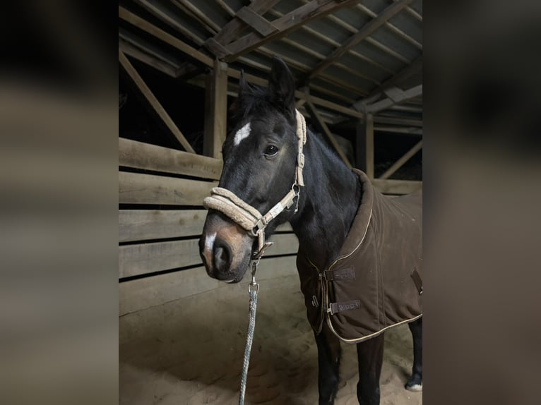 Plus de chevaux à sang chaud Hongre 13 Ans 160 cm Bai brun in Wimpassing an der Leitha