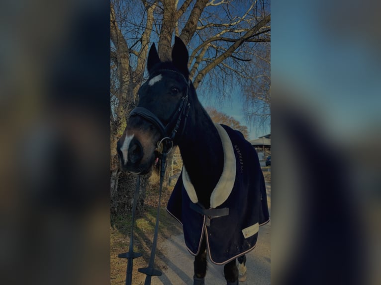 Plus de chevaux à sang chaud Hongre 13 Ans 160 cm Bai brun in Wimpassing an der Leitha