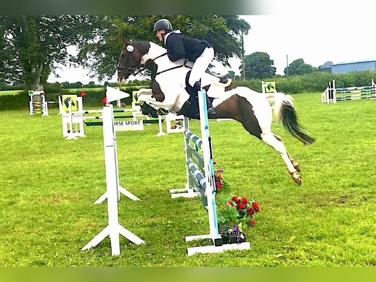 Plus de chevaux à sang chaud Hongre 13 Ans 163 cm in Ballymoney