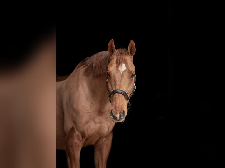 Plus de chevaux à sang chaud Hongre 13 Ans 165 cm Alezan in Cesky Krumlov