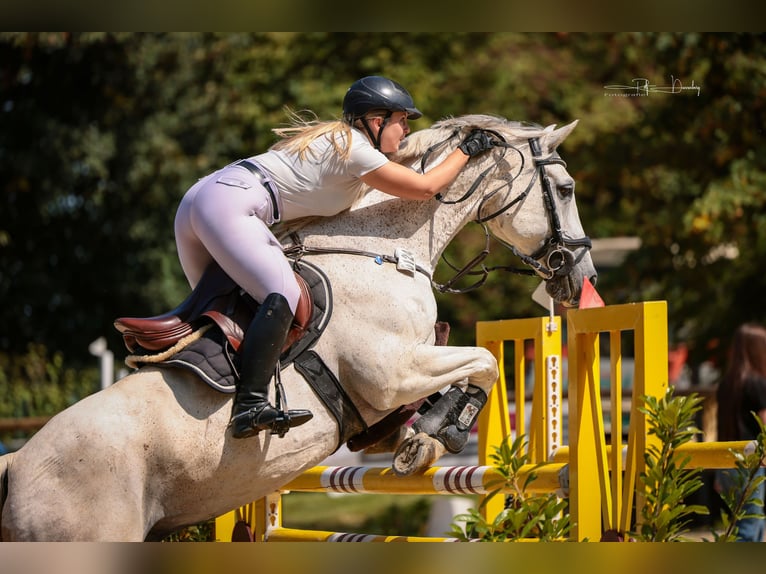 Plus de chevaux à sang chaud Hongre 13 Ans 167 cm Gris in Lindlar