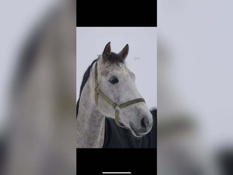 Plus de chevaux à sang chaud Hongre 13 Ans 167 cm Gris in Lindlar