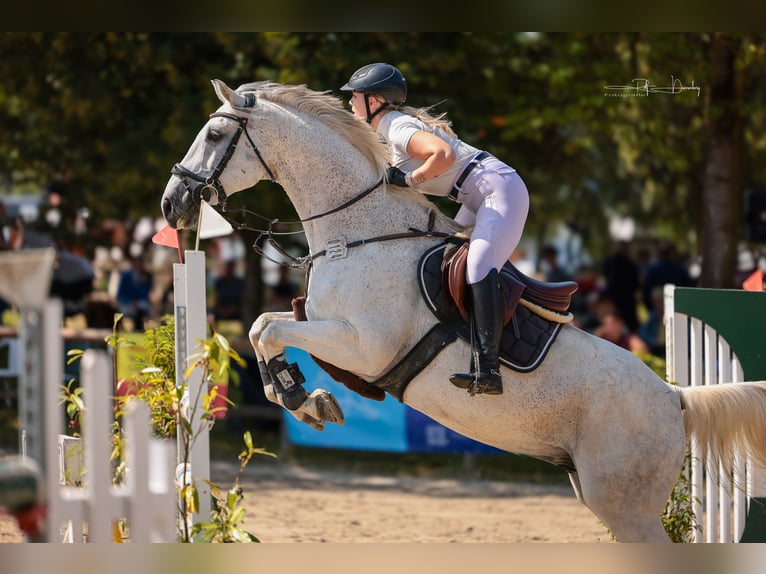 Plus de chevaux à sang chaud Hongre 13 Ans 167 cm Gris in Lindlar