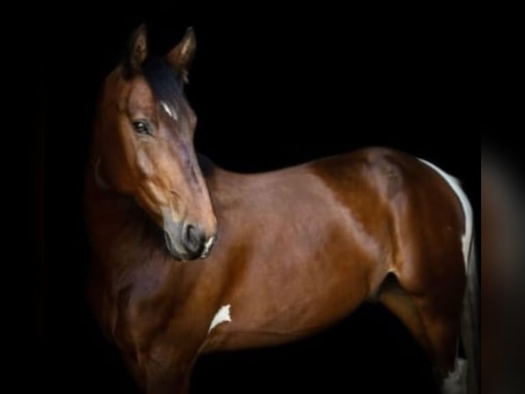 Plus de chevaux à sang chaud Croisé Hongre 13 Ans 169 cm in Bad Bramstedt